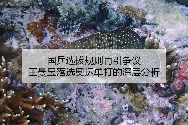 国乒选拔规则再引争议 王曼昱落选奥运单打的深层分析